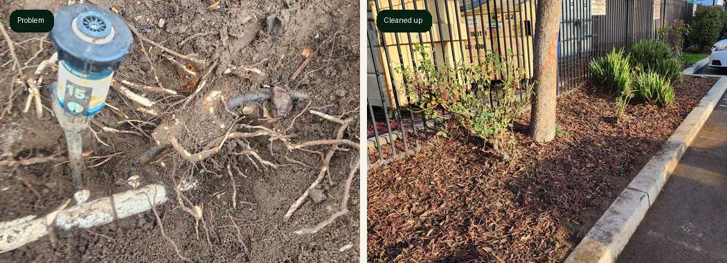 Modesto root damage and completed irrigation repair area
