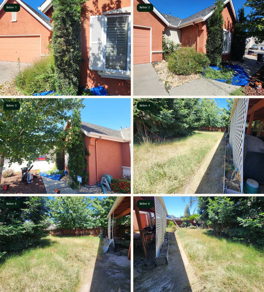 Salida overgrown yard cleanup project part 1