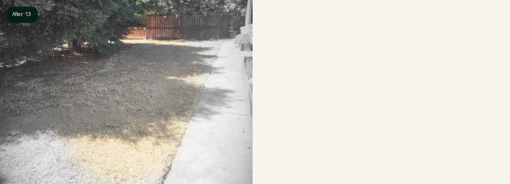 Salida overgrown yard cleanup project part 3